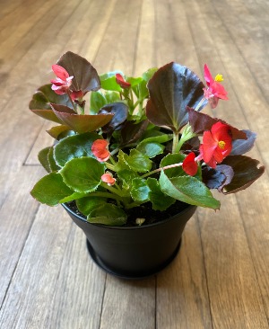 Potted Begonia 