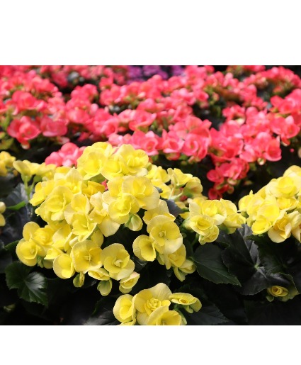 Potted Begonia 