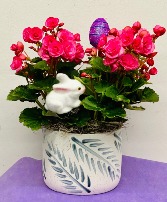 Potted Begonia Flowering Plants