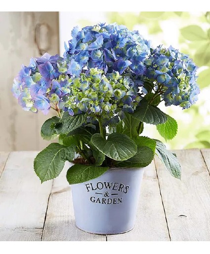 Potted Blue Hydrangea 
