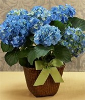 POTTED BLUE HYDRANGEA PLANT Gorgeous Hydrangea Plant for Mom