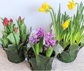 Potted Bulbs Spring