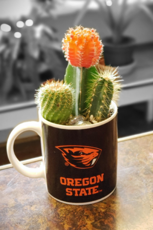 Potted OSU Cacti Garden Color changing Mug