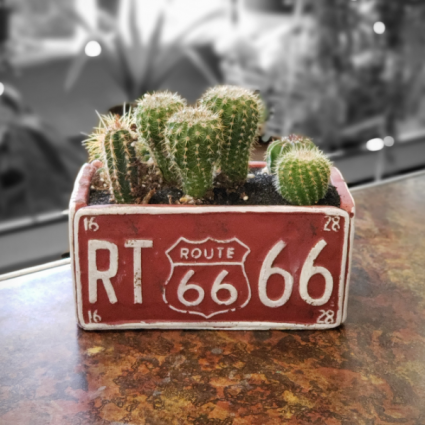 Potted Cacti Garden Route 66