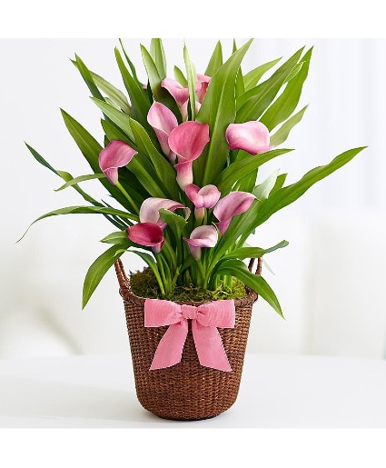 Potted Calla Lilies 