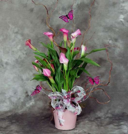 Potted Calla Lily Plant spring