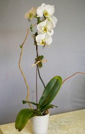 Potted Cascade Orchid 