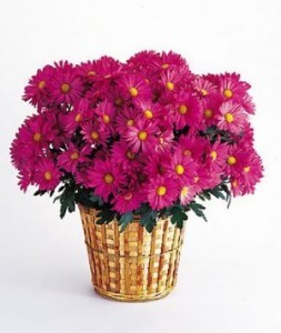 Potted Chrysanthemum Plant
