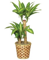 Potted Corn Plant 