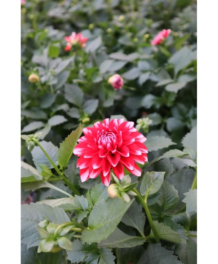 Potted Dahlia 