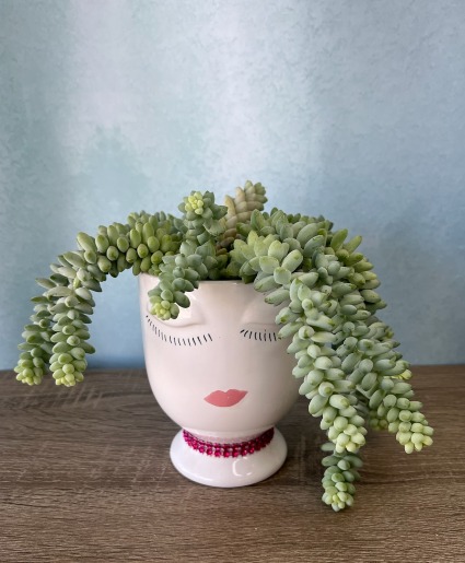 Potted Donkey Tail Succulent 