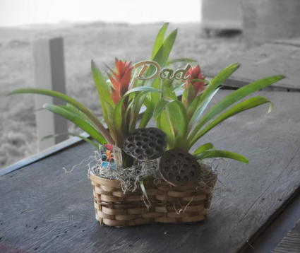 Potted Double Bromeliad Basket