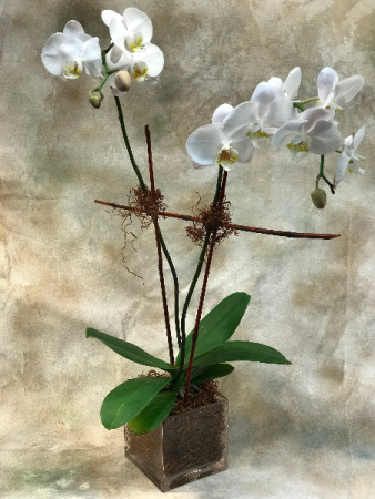 Potted double stem orchid
