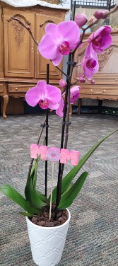 Potted Double Stem Orchid MOTHER'S DAY 
