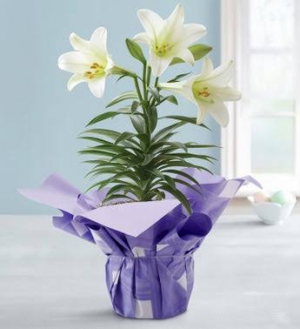Potted Easter Lily Plant 