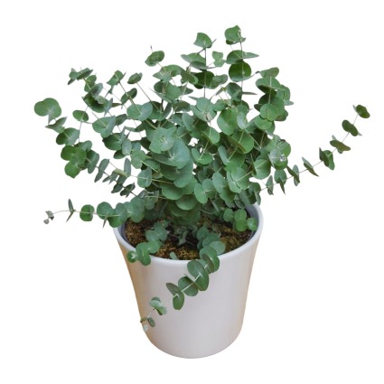 Potted Eucalyptus Plant