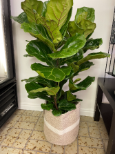 Potted Fiddle Leaf Fig House Plant