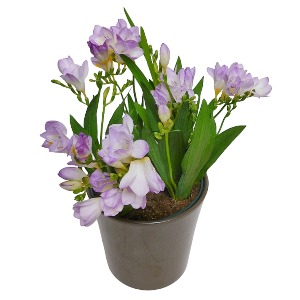 Potted Freesia Scent Plant