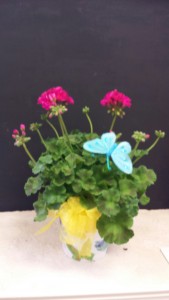 Potted Geranium Plant outdoor plant