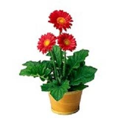 Potted Gerbera Daisy Plant