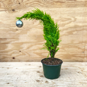 Potted Grinch Tree 6" Cypress Tree