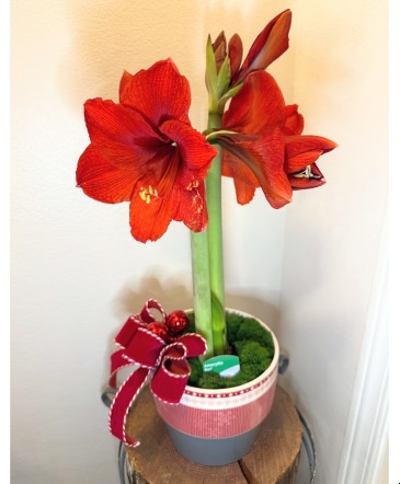 Potted Holiday Amaryllis Winter Bloom Plant in Fairview, OR | QUAD'S GARDEN - Home to Trinette's Floral