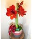 Potted Holiday Amaryllis Winter Bloom Plant
