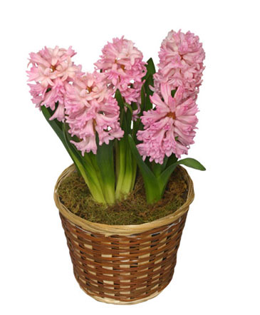 POTTED HYACINTH 6-inch Blooming Plant in Arlington, WA | What's Bloomin' Now Floral