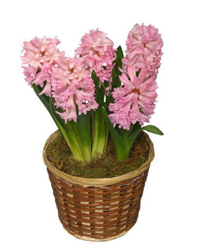 POTTED HYACINTH 6-inch Blooming Plant