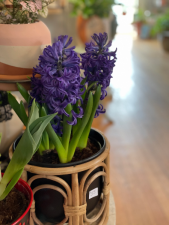 Potted Hyacinth Blub