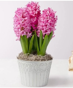 Hyacinth - Tulip - Daffodil  Plant 