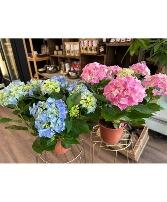 Potted Hydrangea 