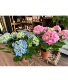 Potted Hydrangea 