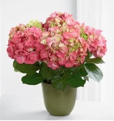 POTTED HYDRANGEA BLOOMING PLANT