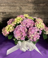 Potted Hydrangea for Table Top Live Plant