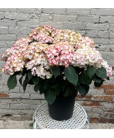 Potted Hydrangea Large Plant