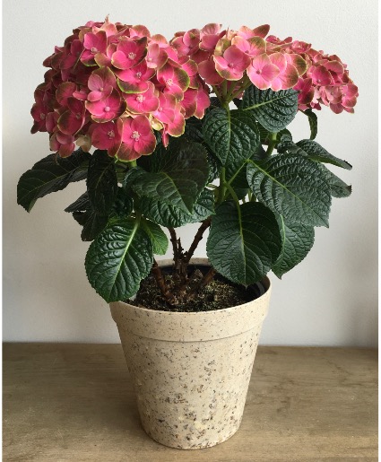 Potted Hydrangea Plant