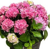 Potted Hydrangea Plant 