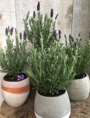 Lavender Plant  in 5 inch or 6 inch pots