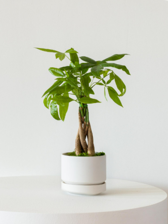 Potted Money Tree