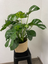Potted Monstera House Plant