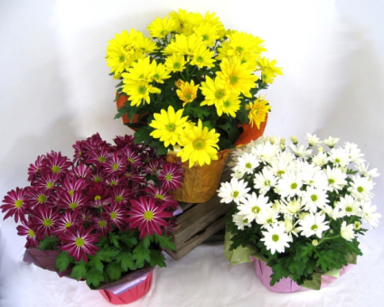 potted mums color may vary
