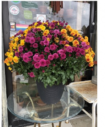 Potted Mums Potted Plant in Athens, OH | HYACINTH BEAN FLORIST