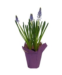 Potted Muscari in a basket or ceramic pot 