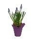 Potted Muscari in a basket or ceramic pot 