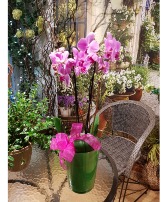 POTTED ORCHID 