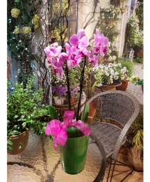  DOUBLE STEM ORCHID   in ceramic pot