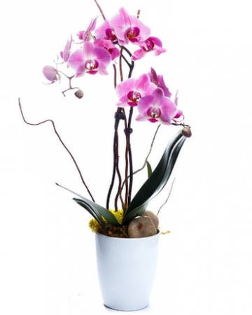 Potted Orchid Orchid Plant
