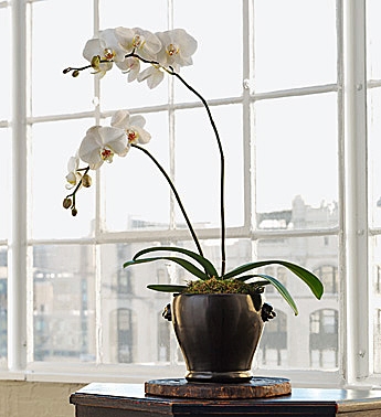Potted Orchid Plant (1 Day Notice) $55.95, $65.95, $75.95