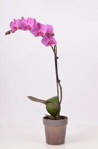Potted Orchid Plant